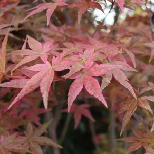 Acer palmatum 'Shin-deshojo' 175-200 cm